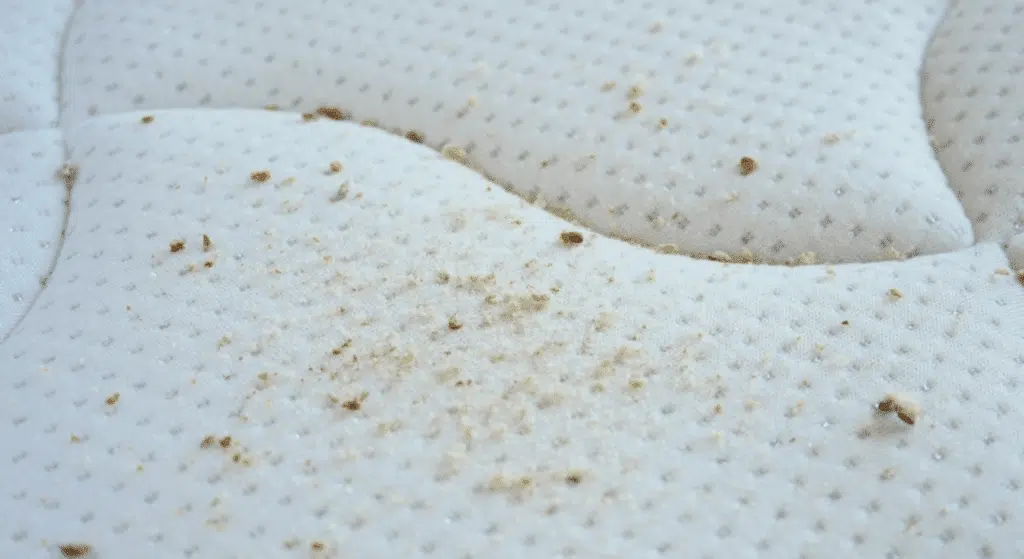 how to tell if you have flea eggs on bed sheets
