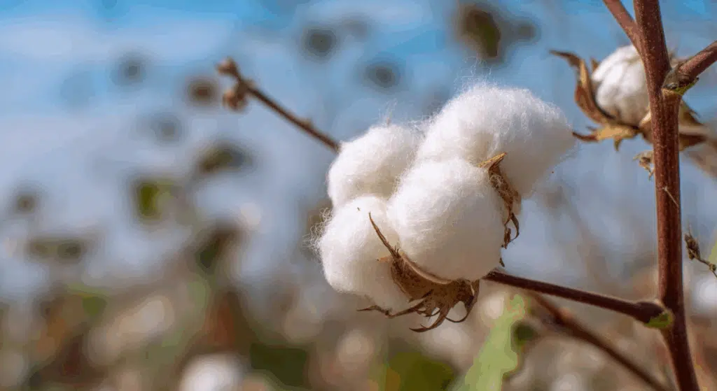 what is cotton