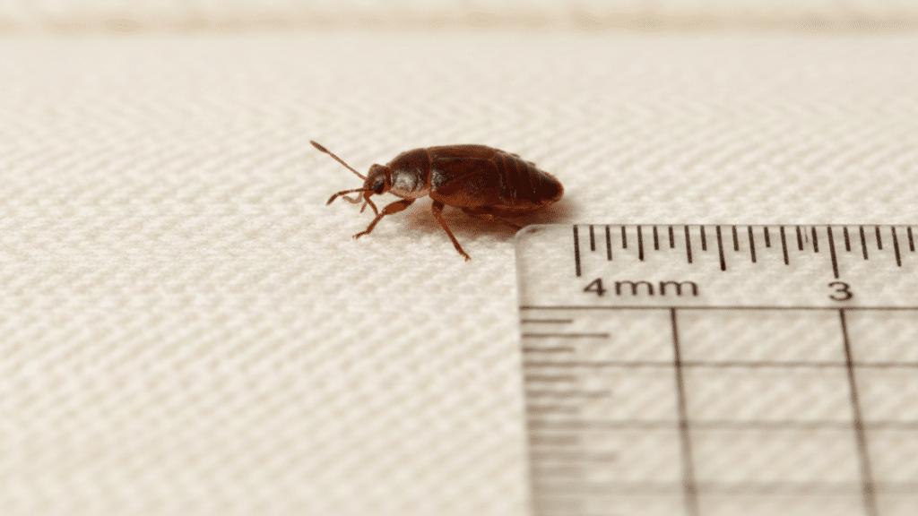 fast-is-this-is-abed-bug