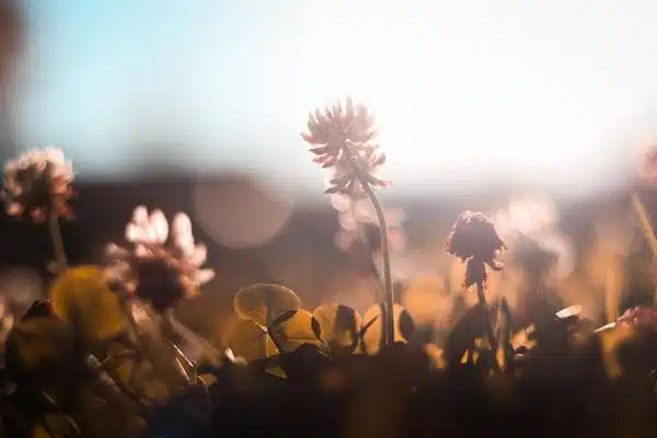 morning light
