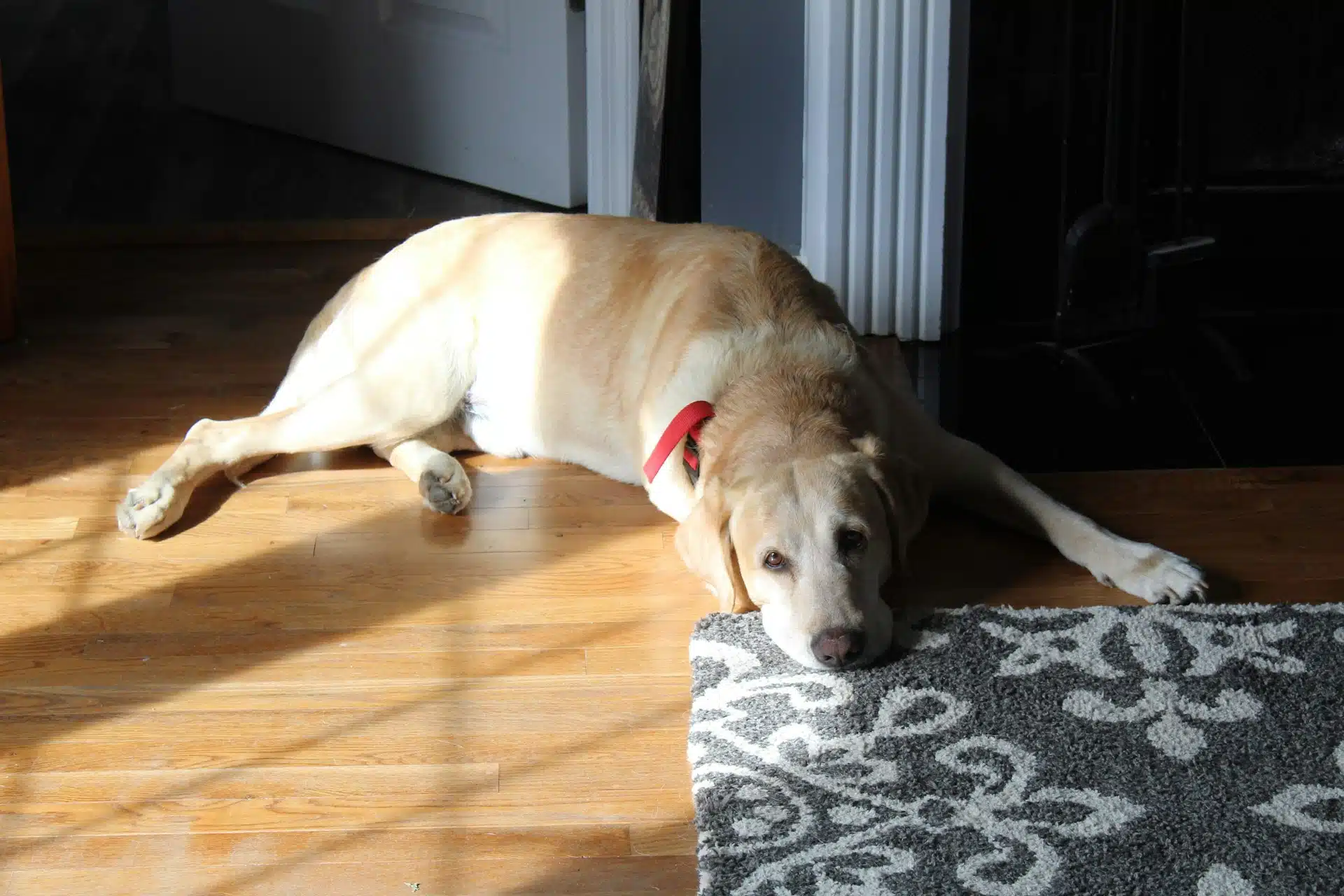 What’s the Best Way to Remove Pet Odors from Rugs?