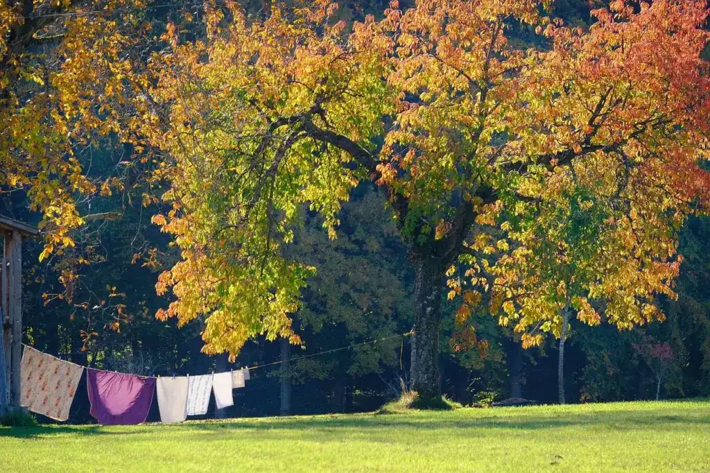 Laundry hanging on a clothesline under colorful autumn trees in a sunny garden