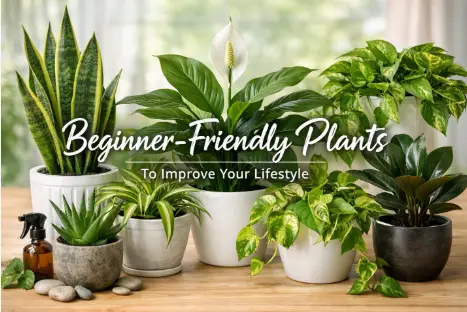 Indoor houseplants in various pots on wooden table with natural light background