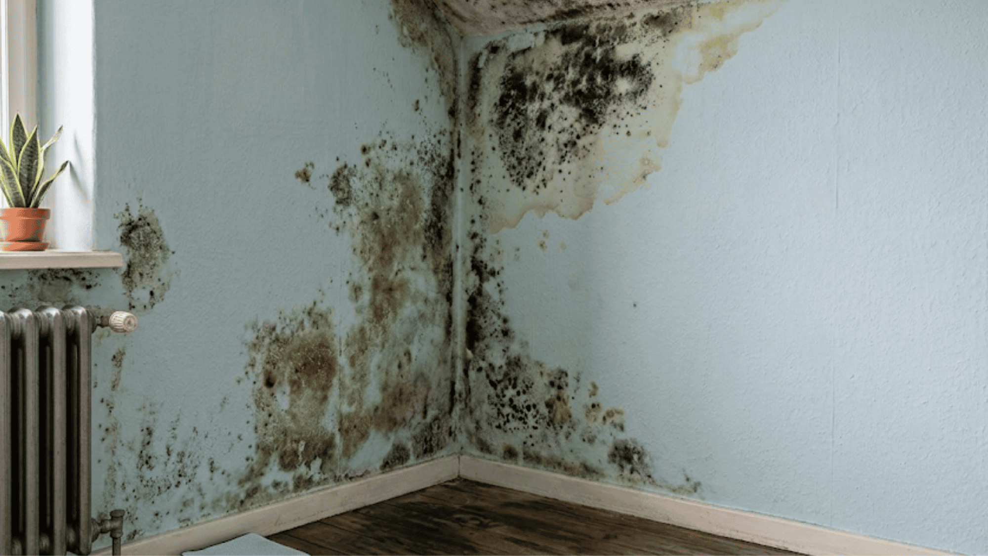 Black mold and water stains spreading across a damp bedroom wall near a window and radiator.
