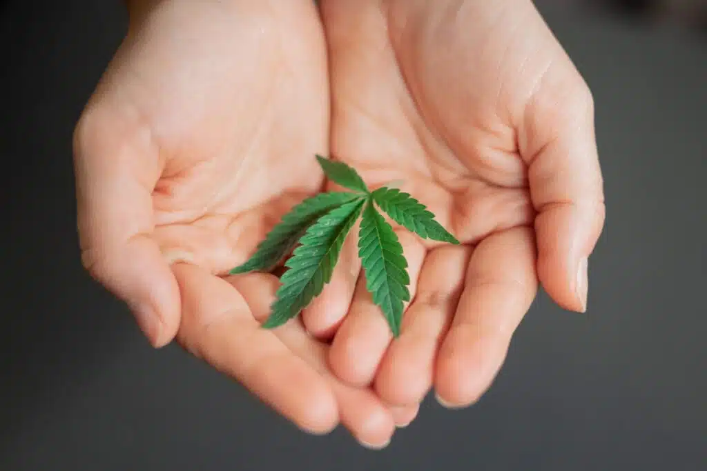 6 Best Suppliers for Cannabis Seeds in Australia (2026)