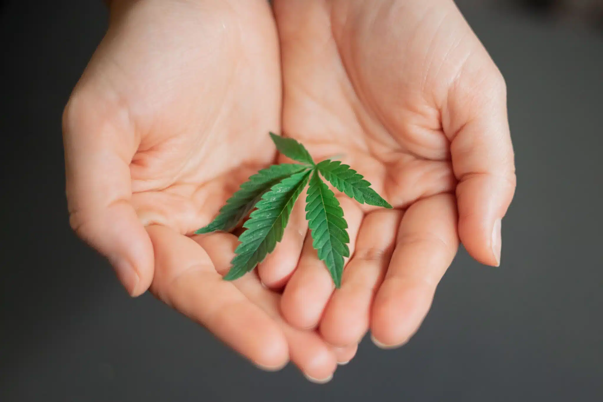 6 Best Suppliers for Cannabis Seeds in Australia (2026)