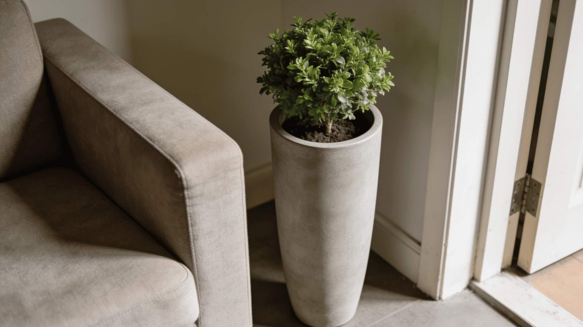 Short houseplant raised in a tall ceramic planter