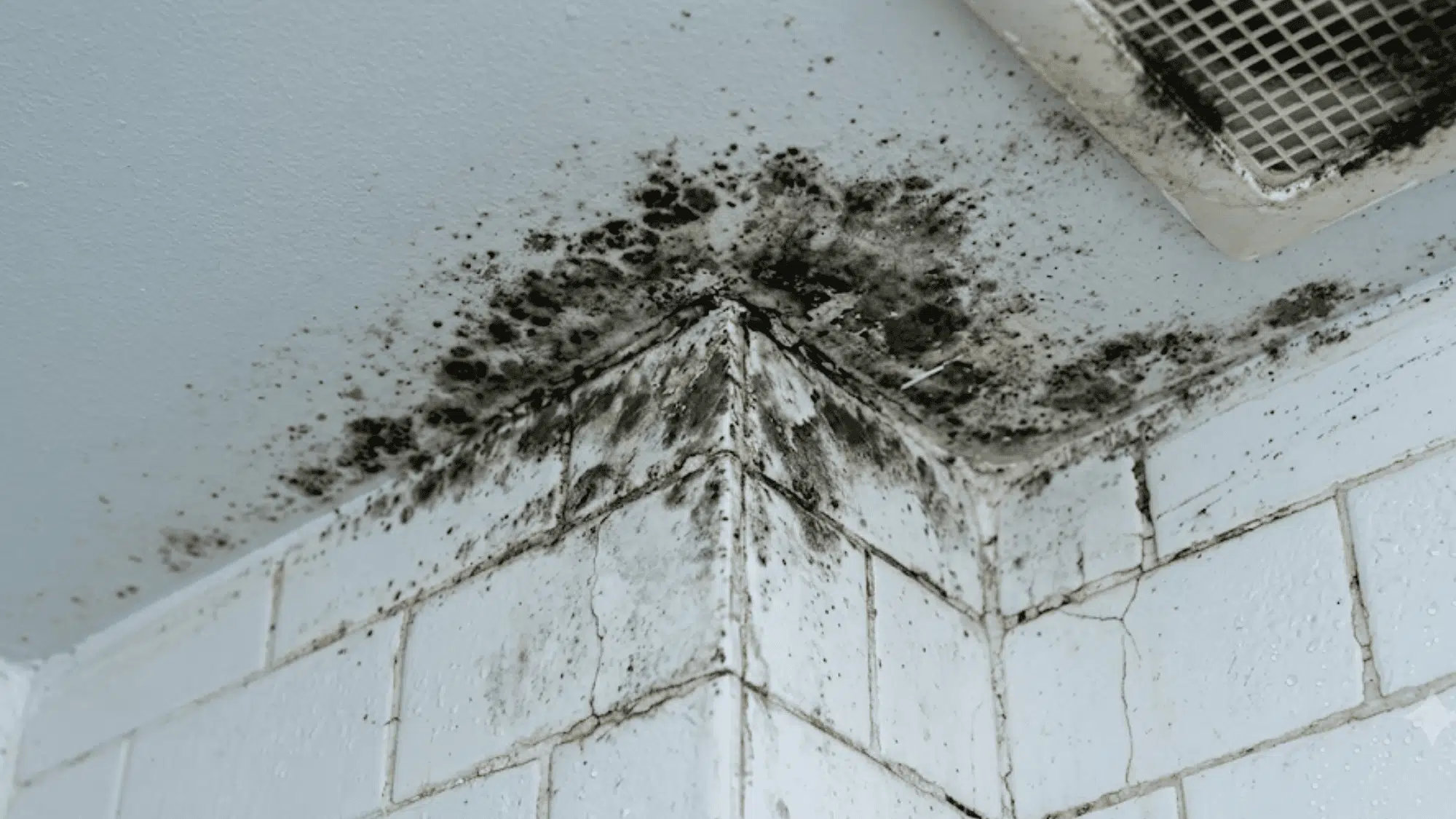 What-does-mold-smell-like
