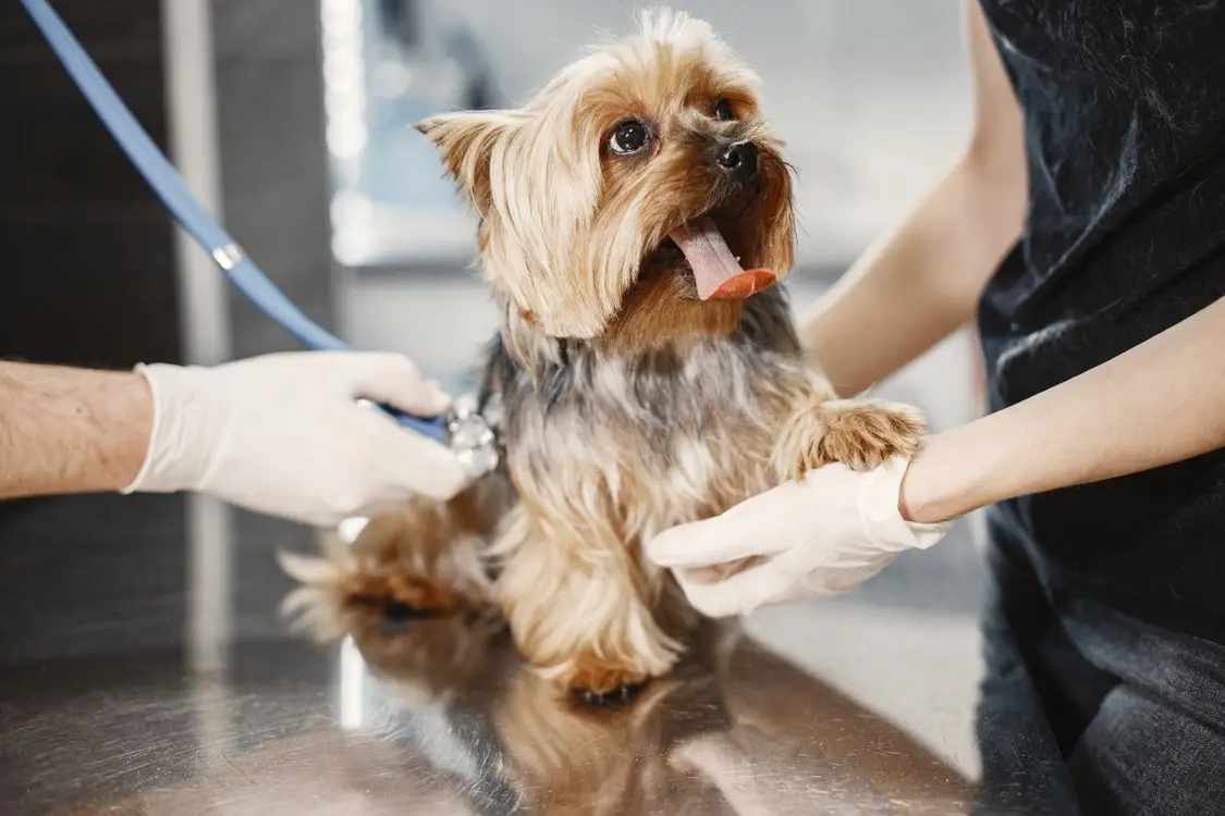 Yorkshire Terrier being examined by a veterinarian in a bright clinic setting