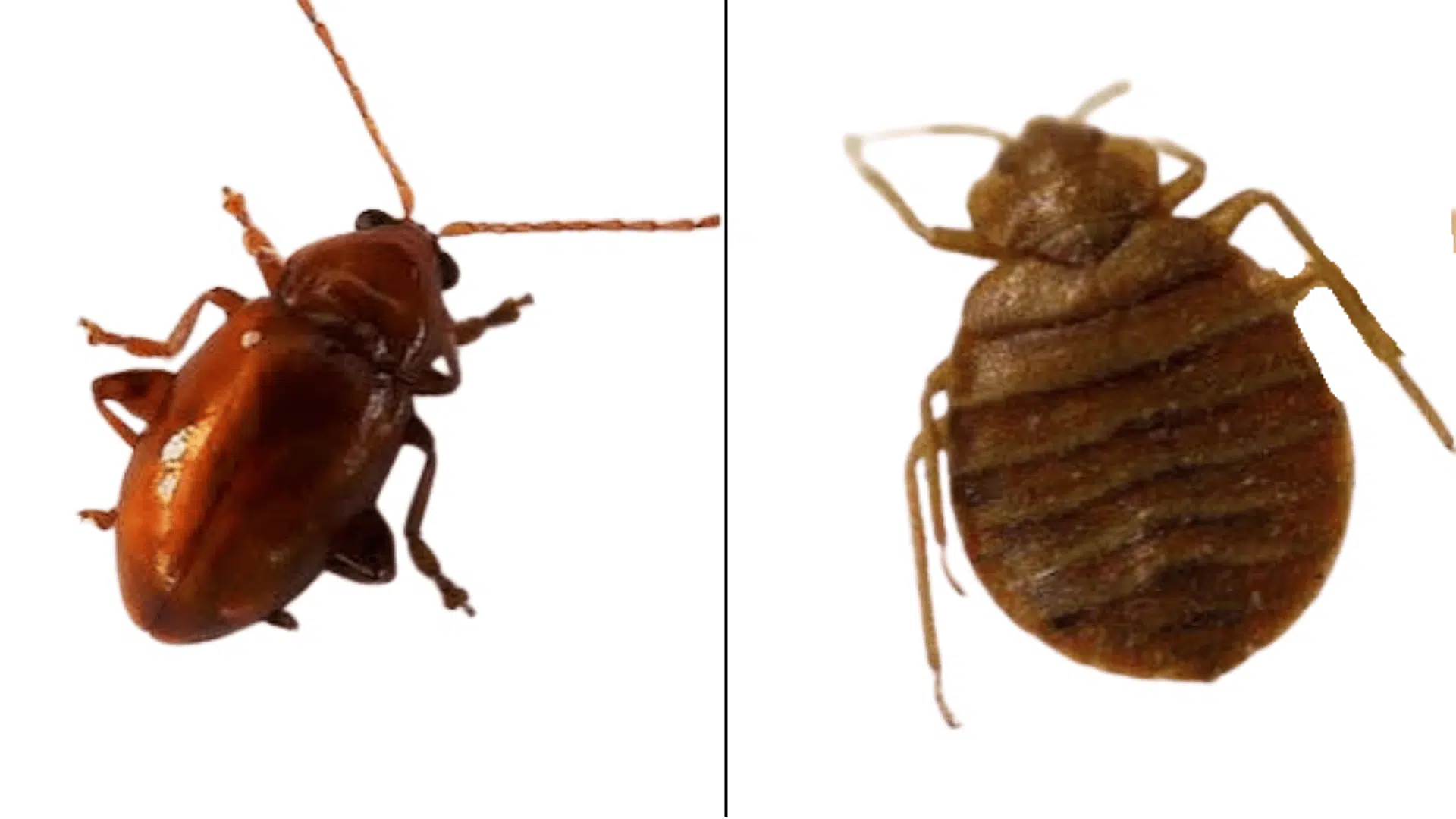 close-up comparison showing a flea on the left and a bed bug on the right.