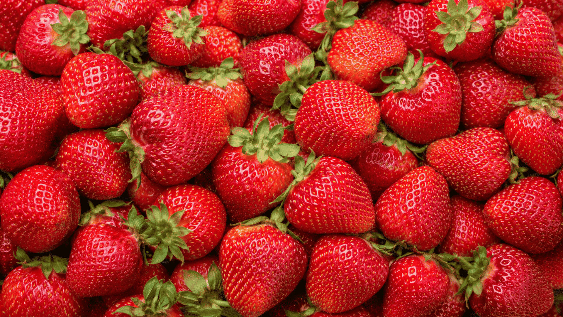 close-up of ripe red strawberries with fresh green leafy tops