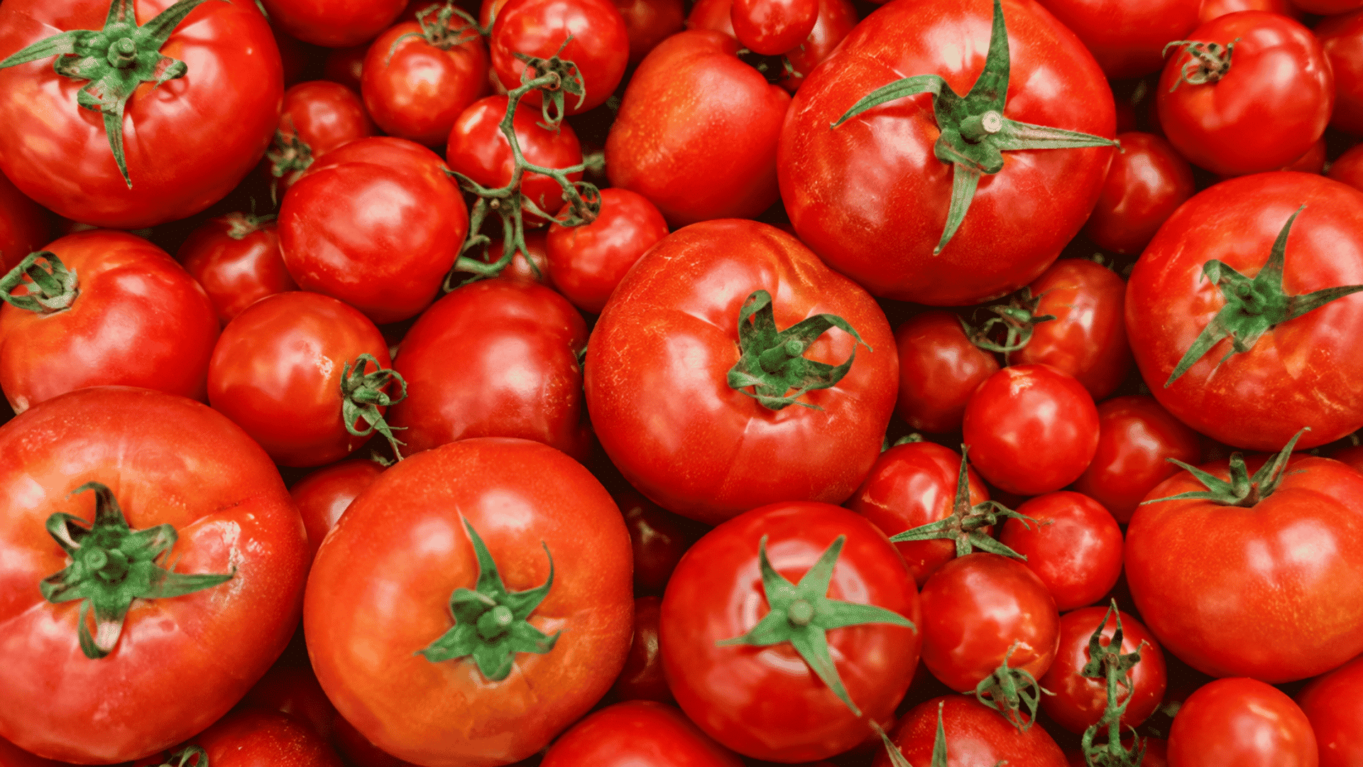 ripe red tomatoes in mixed sizes with fresh green stems