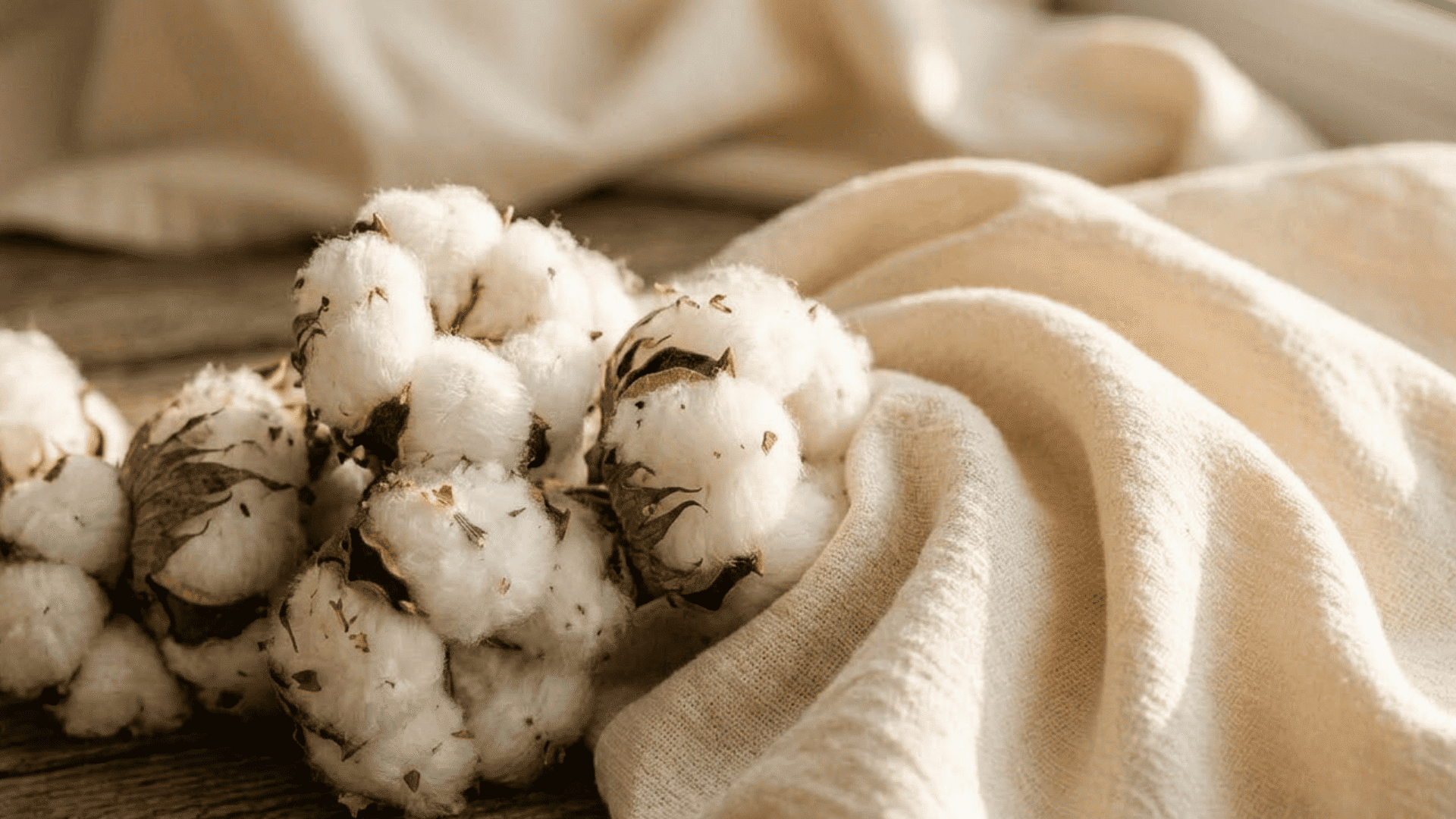 close up of raw cotton bolls beside soft folded cream cotton fabric showing texture difference